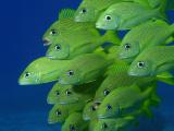 Zelené ryby